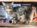 Adopt Berry a Brown Tabby Domestic Shorthair / Mixed (short coat) cat in