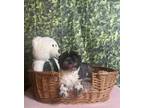 Adopt Milton a Shih Tzu / Mixed dog in Fort Worth, TX (40926784)