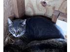Adopt Ceasar a Gray, Blue or Silver Tabby Domestic Shorthair (short coat) cat in