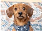 Adopt Milo a Dachshund / Terrier (Unknown Type, Medium) / Mixed dog in Ellijay
