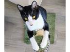 Adopt Lunchbox a American Shorthair / Mixed (short coat) cat in San Diego