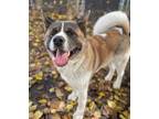Adopt Tobi a Red/Golden/Orange/Chestnut - with White Akita / Mixed dog in San