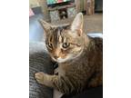 Adopt Macy a Brown Tabby Domestic Shorthair (short coat) cat in El Dorado Hills