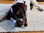 Adopt Ozark a Brown/Chocolate - with White German Shorthaired Pointer / Mixed