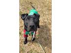 Adopt Dino a American Pit Bull Terrier / Mixed dog in New Bern, NC (40628008)