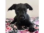 Adopt Caroline a Black Schnauzer (Miniature) / Mixed dog in Camden County