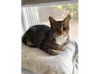 Adopt Blue Eyes a Brown Tabby Domestic Shorthair / Mixed (short coat) cat in