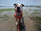 Adopt Maryland a Mixed Breed (Large) / Mixed dog in Brooklyn, NY (40706629)
