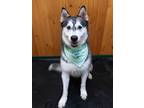 Adopt Adventurous & alluring Kai! a Black - with Gray or Silver Husky / German