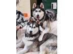 Adopt Friendly & playful Rocco! a Black - with Gray or Silver Husky / Mixed dog