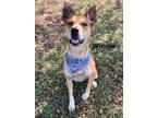 Adopt Winnie a Brindle Catahoula Leopard Dog dog in Maryville, TN (40553853)