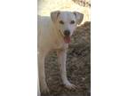 Adopt Miss 23 a Mixed Breed (Medium) / Mixed dog in Brookhaven, MS (40925661)
