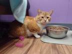 Adopt Matzo a Orange or Red Tabby Domestic Shorthair (short coat) cat in