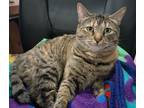Adopt Kikkan a Brown Tabby Domestic Shorthair (short coat) cat in Anchorage