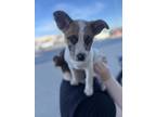 Adopt Buster a White - with Gray or Silver Mixed Breed (Small) / Mixed Breed
