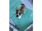 Adopt Boy a White - with Gray or Silver Mixed Breed (Small) / Mixed Breed