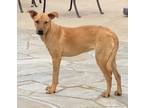 Adopt Diana a Tan/Yellow/Fawn Rhodesian Ridgeback / Mixed Breed (Medium) / Mixed