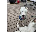 Adopt Marshmello a White Great Pyrenees / Mixed dog in Appleton, WI (40925229)