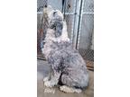 Adopt Riley a Black - with Gray or Silver Old English Sheepdog / Mixed dog in