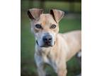Adopt Scooby Doo a Catahoula Leopard Dog dog in Howey in the Hills