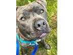 Adopt Henry a American Pit Bull Terrier / Mixed dog in Ridgely, MD (40923974)