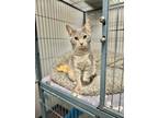 Adopt Karla a Gray or Blue Domestic Shorthair / Mixed Breed (Medium) / Mixed