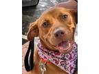 Adopt Bubbles a Terrier (Unknown Type, Small) / Mixed dog in Darlington