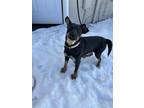 Adopt Kaia a Black - with Brown, Red, Golden, Orange or Chestnut German Shepherd