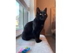 Adopt Penny a Domestic Shorthair / Mixed (short coat) cat in Darien