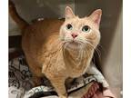 Adopt Gracie a Tan or Fawn Tabby Domestic Shorthair (short coat) cat in Lincoln