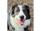 Adopt Rascal a Black Border Collie / Mixed Breed (Medium) / Mixed (short coat)