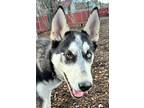 Adopt Chester a Black Husky / Mixed Breed (Medium) / Mixed (short coat) dog in