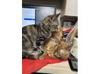 Adopt Boo boo kitty a Gray, Blue or Silver Tabby Domestic Shorthair (short coat)