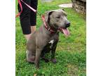 Adopt Millie Mae a Gray/Silver/Salt & Pepper - with White Weimaraner / Mixed dog