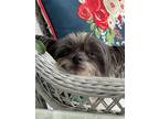 Adopt Mimi a White - with Black Chinese Crested / Mixed dog in Durham