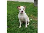 Adopt Gumbo a Red/Golden/Orange/Chestnut - with White Catahoula Leopard Dog /