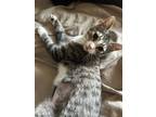 Adopt Garland a Gray, Blue or Silver Tabby Domestic Shorthair (short coat) cat