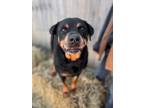 Adopt Maple a Black - with Tan, Yellow or Fawn Rottweiler / Mixed dog in