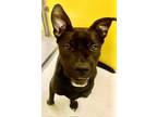 Adopt Leslie Sparkles 57875 a Black - with White Labrador Retriever / Australian