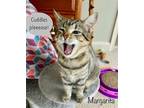 Adopt Margarita *older kitten* a Brown Tabby Domestic Shorthair / Mixed (short