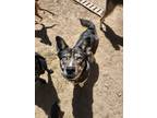 Adopt Mika a Husky / Shepherd (Unknown Type) dog in Gig Harbor, WA (39183025)
