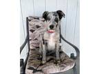 Adopt Neptune a Australian Shepherd / Mixed dog in Tehachapi, CA (38785725)
