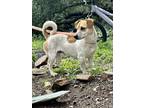 Adopt Jonah a Red/Golden/Orange/Chestnut - with White Jack Russell Terrier dog