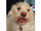 Adopt Bear a White Jack Russell Terrier dog in Gretna, FL (40921965)