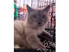 Adopt Watari a Spotted Tabby/Leopard Spotted Siamese / Mixed cat in Ocala