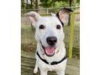 Adopt Conner a White Mixed Breed (Medium) / Mixed Breed (Medium) / Mixed (short