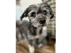 Adopt Natasha a Gray/Silver/Salt & Pepper - with White Poodle (Miniature) /