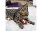 Adopt Scooter a Brown Tabby Domestic Shorthair (short coat) cat in Carlisle