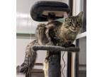 Adopt Morel a Domestic Longhair / Mixed (long coat) cat in Portland