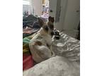 Adopt Charlie a White - with Tan, Yellow or Fawn Jack Russell Terrier /